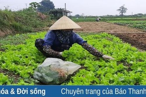 Giá rau tăng mạnh, đem lại thu nhập cao cho người trồng tại Hoằng Hóa