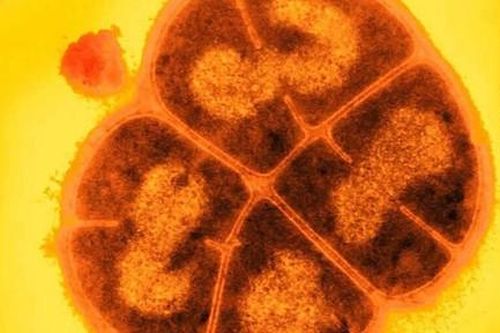 Vi khuẩn có thể đã tồn tại hàng triệu năm dưới bề mặt sao Hỏa