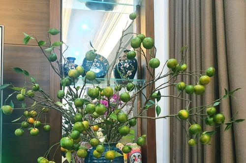 Chị em đua nhau mua về cắm thay hoa, cành cam biến thành hàng độc lạ