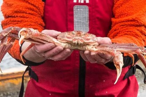 Lần đầu tiên trong lịch sử Alaska hủy mùa đánh bắt cua hoàng đế, cua tuyết nức tiếng, lý do vì đâu?