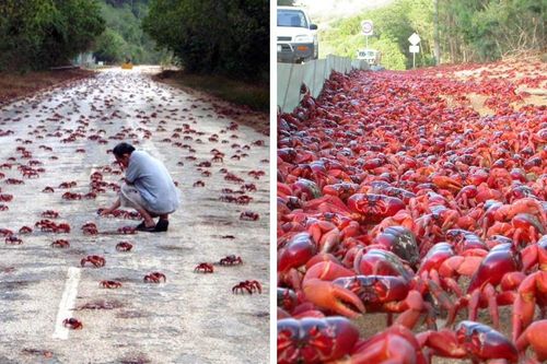 Hàng triệu con cua đỏ tràn ra đường ở Australia