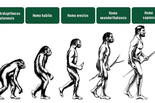 Tổ tiên chục triệu năm trước có đuôi, sao người hiện đại không còn?
