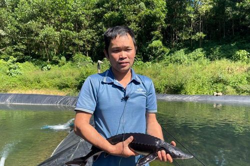 Nuôi cá tầm giữa rừng núi Quảng Ninh