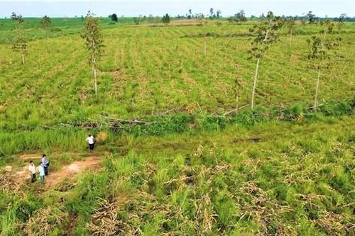 Điều tra công ty để suy giảm hơn 326 héc-ta rừng tự nhiên