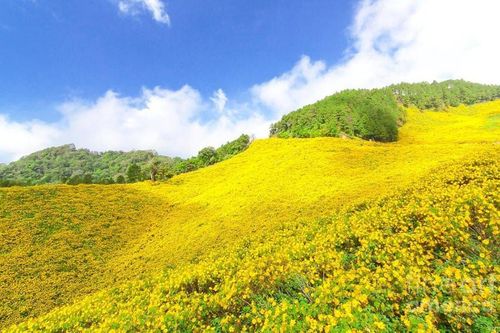 Tháng 11 đến Gia Lai để ngắm hoa dã quỳ phủ ngập núi lửa Chư Đang Ya