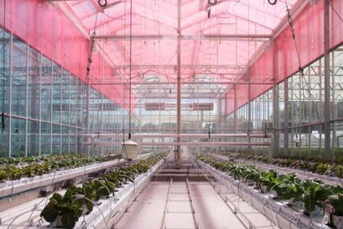 Màng chuyển đổi tia cực tím thành ánh sáng đỏ giúp thực vật tăng trưởng nhanh