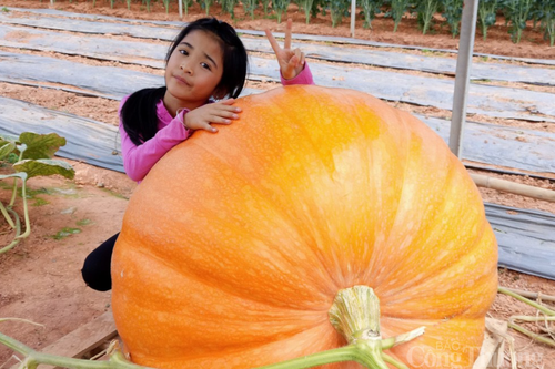 Bí ngô khổng lồ hút khách trước thềm Halloween