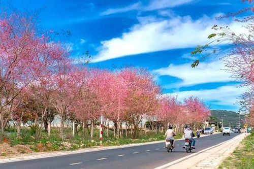 Địa điểm du lịch săn mây Đà Lạt hấp dẫn