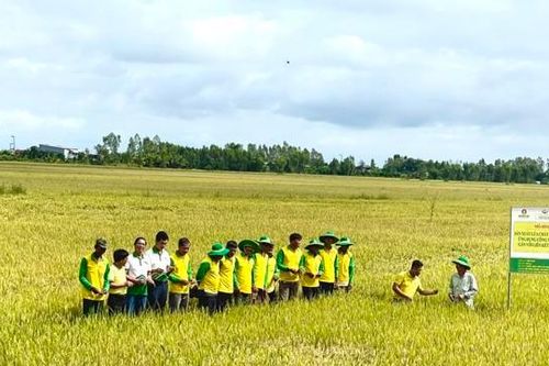 Mô hình sản xuất lúa hiện đại, đem lại nhiều lợi ích cho nhà nông