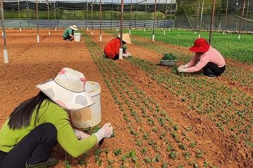 Thủ phủ hoa Đà Lạt kỳ vọng vào thị trường Tết