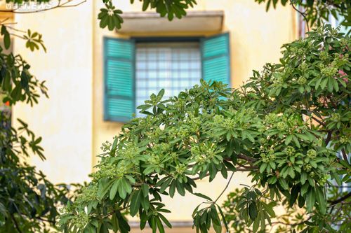 Cận cảnh hàng cây hoa sữa ở Hà Nội vừa được đề xuất di dời vì mùi hương quá nồng