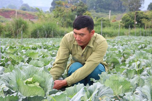 Thoát nghèo nhờ trồng rau cải bắp ở cao nguyên Mộc Châu