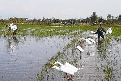 Thu gom chim mồi, bẫy nhựa, bảo vệ đàn cò và các loại chim trời