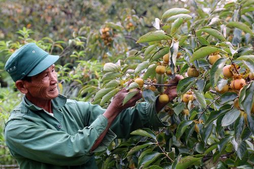 Vườn hồng cổ thụ trăm tuổi trĩu quả, cho thu nhập cao