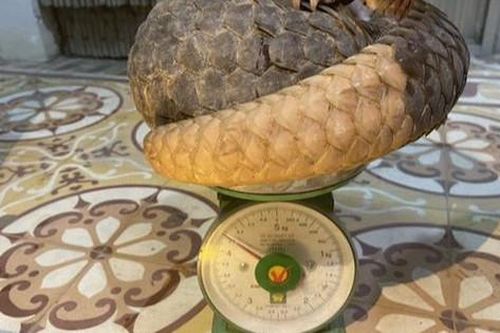 Triệt xóa đường dây buôn bán tê tê, rùa hộp trán vàng ở Quảng Nam