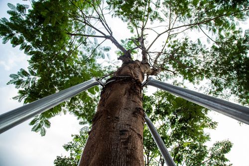 Xót xa 'gông cùm' sắt siết chặt hàng cây xanh đang phát triển