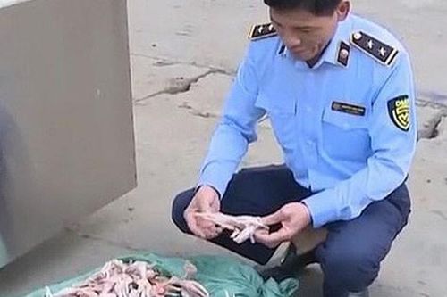 Hơn 3 tấn chân gà đã bốc mùi hôi thối chuẩn bị tuồn ra thị trường