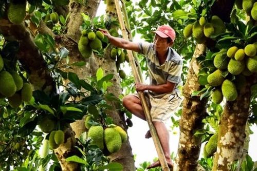 Thông qua du lịch sinh thái, tiêu thụ nông sản địa phương