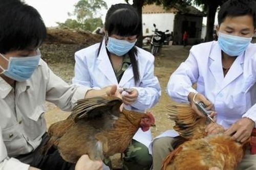 Cảnh giác lây nhiễm cúm A từ gia cầm sang người