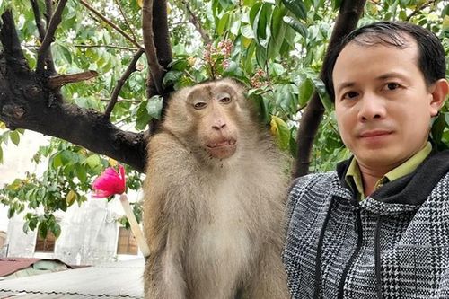 'Thu phục' khỉ đuôi lợn 8 kg quậy tung ở TP.HCM