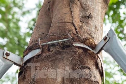 Cây xanh Hà Nội bị 'siết gông cùm', liệu có sống nổi?