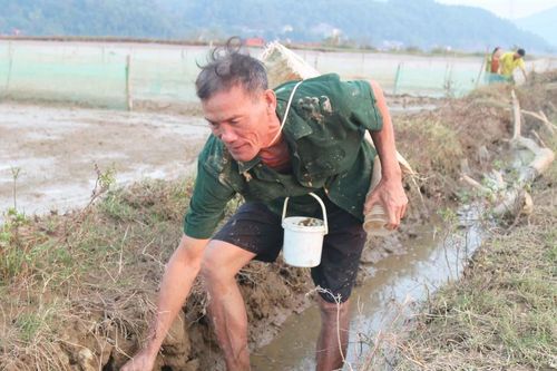 Độc đáo cách săn cáy bằng cốc nhựa của nông dân Nghệ An
