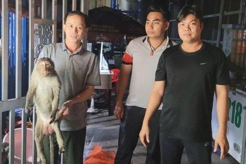 Sau tiếng nổ lớn, người dân 'tá hỏa' phát hiện một con khỉ bất tỉnh, nằm vắt vẻo trên trụ điện