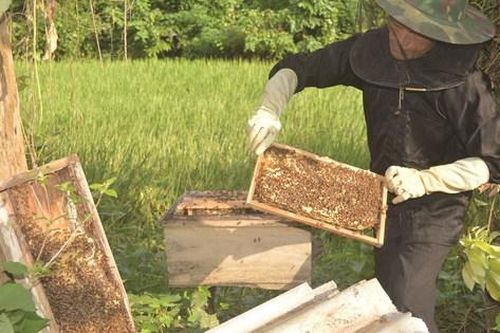 Quy định mới về an toàn thực phẩm đối với mật ong