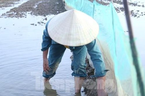 Người dân giăng lưới, đắp bờ chờ săn 'lộc trời'