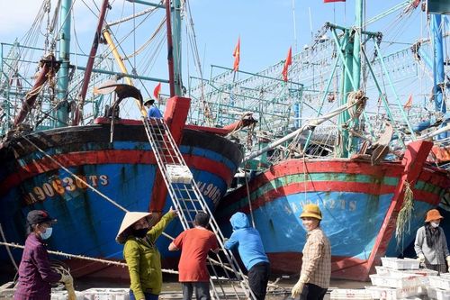 Tàu thuyền về tránh bão Nalgae, hàng trăm tấn hải sản cập cảng cá Nghệ An