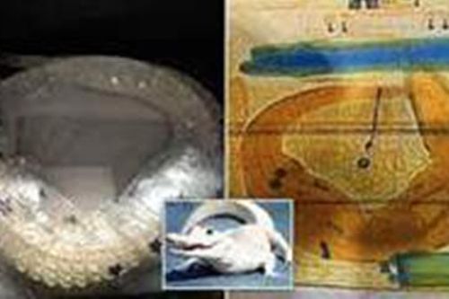 Bắt vụ buôn lậu cá sấu bạch tạng trong hành lý ký gửi