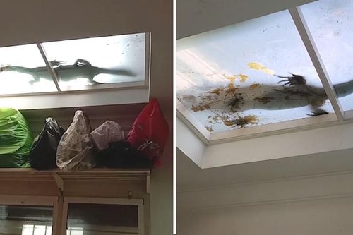 Kỳ đà leo lên mái nhà của người dân ở Thái Lan