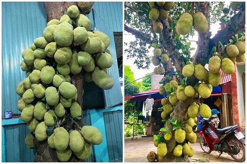 Kinh hoàng cây mít 'siêu mắn' trăm quả chen chúc như sung