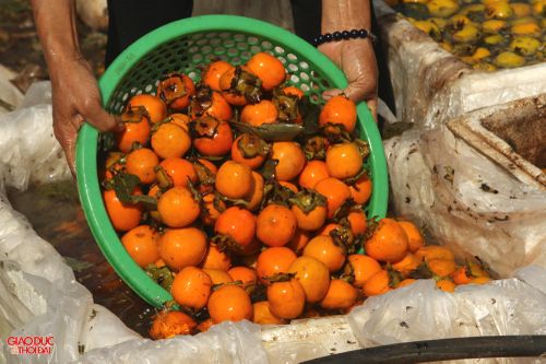 Quả hồng ở Nghệ An được giá nhưng khan hiếm hàng