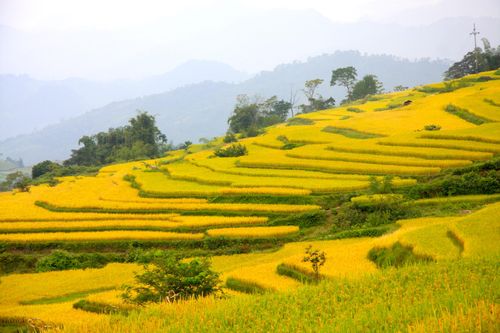 Quyến rũ mùa vàng Hồng Thái