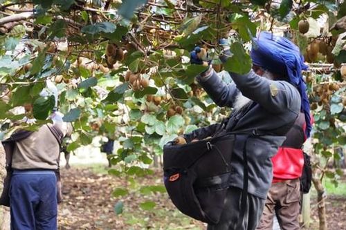 Canada thông báo kế hoạch nhập cư do thiếu lao động