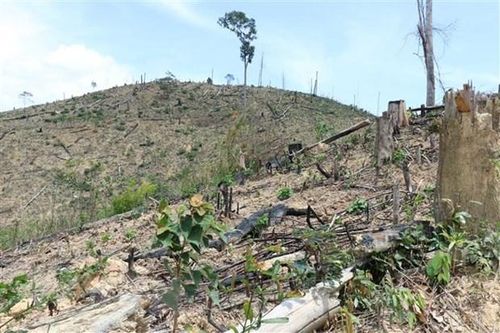 Kiểm soát và xử lý nghiêm vi phạm đất đai, lâm nghiệp tại Phú Quốc
