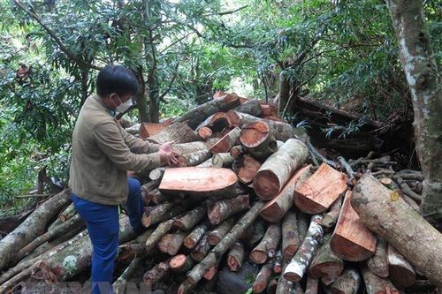Phú Yên: Khởi tố lãnh đạo, nhân viên Ban Quản lý rừng phòng hộ Sơn Hòa
