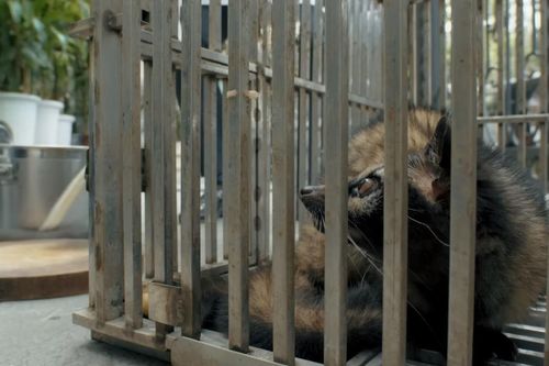 Phim truyền thông về rủi ro sức khỏe khi ăn tại nhà hàng kinh doanh động vật hoang dã
