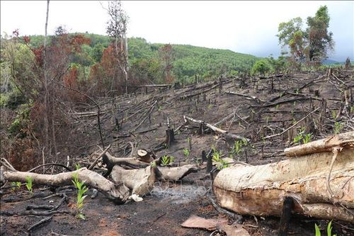 Phú Yên: Khởi tố lãnh đạo và nhân viên Ban Quản lý rừng phòng hộ Sơn Hòa