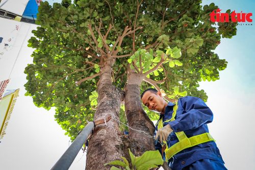 Hà Nội kịp thời 'sửa sai' sau vụ gông sắt 'siết nghẹt' cây xanh