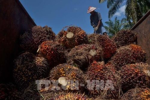 Indonesia gia hạn miễn thuế xuất khẩu dầu cọ đến tháng 12