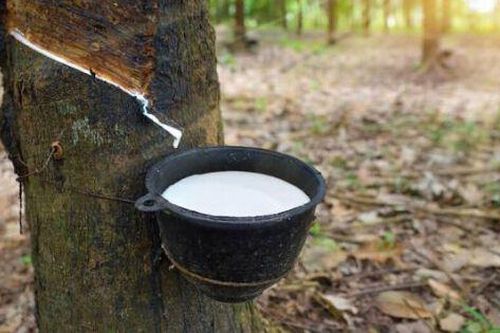 Doanh nghiệp cao su giảm lãi trong quý III dù doanh thu tăng đáng kể