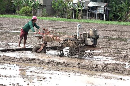 Nước rút, nông dân tập trung xuống giống vụ lúa đông xuân