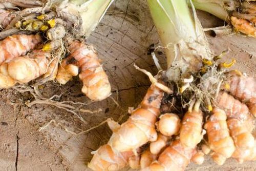 4 loại thảo mộc tốt cho trí não, ngăn ngừa suy nhược thần kinh