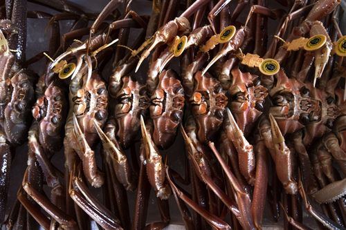 Vì sao Alaska gấp rút hủy mùa đánh bắt cua tuyết