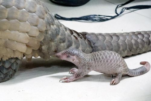 Phát hiện người đàn ông vận chuyển tê tê, rắn hổ mang ở Lâm Đồng