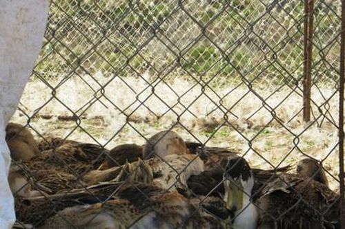 Quảng Ngãi: Phát hiện ổ cúm A/H5N1 trên đàn vịt 500 con