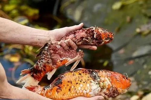 Rái cá lẻn vào ăn trộm 100 con cá Koi, chủ nhà phát sốc