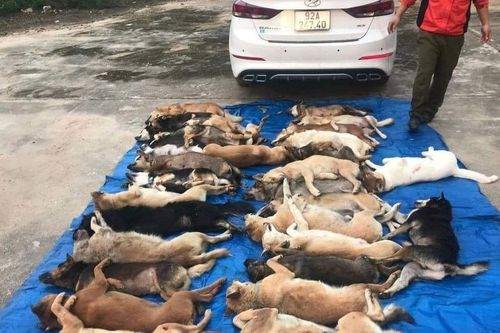 Người lái ô tô chở 38 con chó trộm trong một đêm ở Quảng Nam từng là…giám đốc công ty may